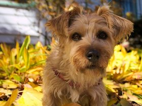 ../2015/11/02-1156-dog-casper.jpg