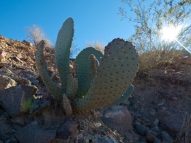 22-1326-cactus-lake_mead-NV.jpg