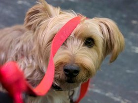 ../2016/02/28-1534-dog-subway-casper.jpg