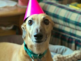 ../2016/04/09-1559-cecilia-dog.jpg