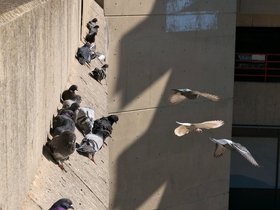 ../2016/04/15-0829-roosevelt_island-NY-pigeon.jpg