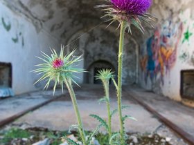 ../2016/05/16-1553-flower-vis-croatia-island-ruins.jpg