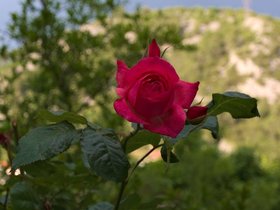 ../2016/05/17-1749-skradin-flower-HRV.jpg