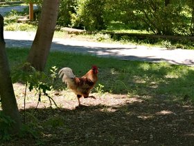 ../2016/05/18-1138-skradin_krka-monastery-rooster-visovac-HRV.jpg