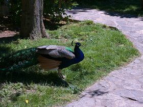../2016/05/18-1142-skradin_krka-monastery-visovac-HRV-peacock.jpg