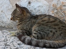 ../2016/05/20-1532-cat-dubrovnik-HRV.jpg