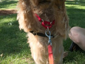 ../2016/06/18-0842-dog-casper.jpg