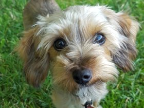 ../2016/07/12-1900-dog.jpg