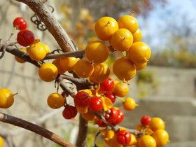 ../2016/10/23-1304-fort_williams-portland_ME-ft_williams-ME-plant.jpg