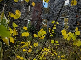 ../2016/10/23-1311-fort_williams-portland_ME-ft_williams-ME-plant.jpg
