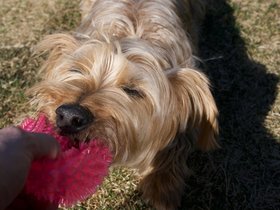 ../2017/04/09-1544-dog-casper.jpg