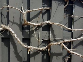 ../2017/04/13-1220-plant.jpg