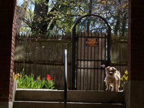 ../2017/04/23-1023-casper-building-dog.jpg