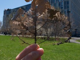 ../2017/04/23-1048-leaf.jpg