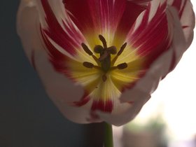 ../2017/05/13-1131-flower.jpg