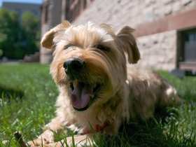 ../2017/05/20-1423-dog-casper.jpg