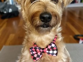 ../2017/06/01-1143-dog-casper.jpg