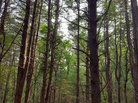 ../2017/06/24-1702-park-tree.jpg