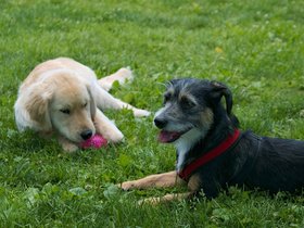 ../2017/07/09-1208-dog.jpg
