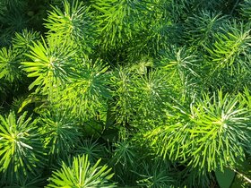 ../2017/07/09-1907-plant.jpg
