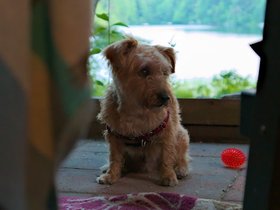 ../2017/07/27-1955-mount_william_pond-NH-dog-casper.jpg