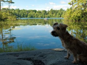 ../2017/07/28-0914-mount_william_pond-NH-dog-casper.jpg