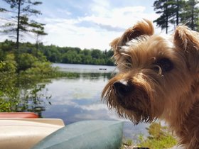 ../2017/07/28-1451-mount_william_pond-NH-dog-casper.jpg