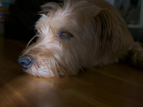 ../2017/08/07-0718-dog-casper.jpg