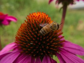 12-1557-flower-bee.jpg