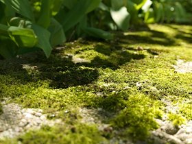 13-1301-moss.jpg
