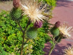 26-1438-flower.jpg