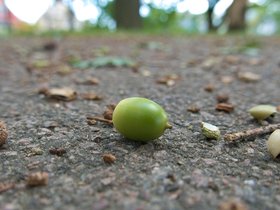 10-1319-acorn.jpg
