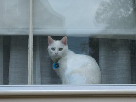 ../2017/09/10-1324-window-cat.jpg
