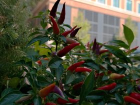 ../2017/09/17-1240-street-flower.jpg