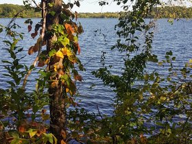 ../2017/09/23-1513-leaf-autumn-plant-fresh_pond-MA.jpg
