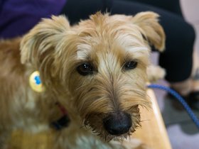 ../2017/09/24-1333-dog-casper.jpg