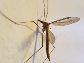 26-1634-macro-bug.jpg