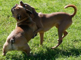 ../2017/10/01-1219-dog.jpg