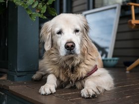 ../2017/10/06-1152-dog.jpg