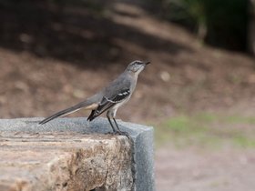 ../2017/10/07-1353-bird.jpg