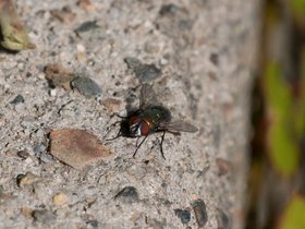 13-1215-bug.jpg