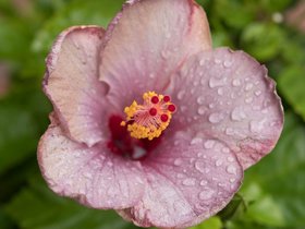 14-1417-flower.jpg