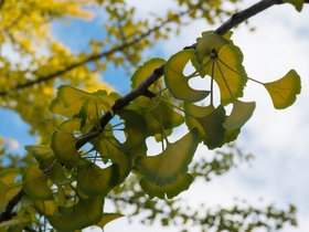 ../2017/10/14-1555-tree-flower.jpg