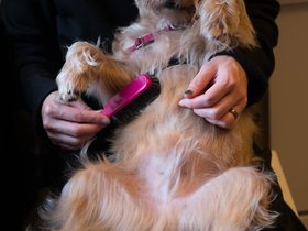 ../2017/10/15-1100-dog-casper.jpg