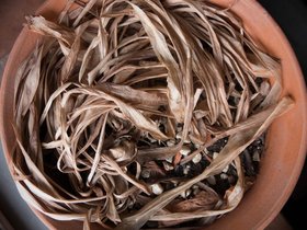 16-1005-pot.jpg