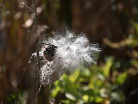 ../2017/10/20-1448-plant.jpg