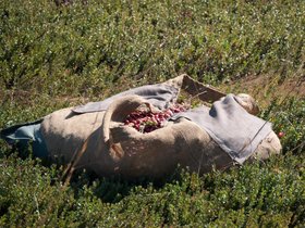 21-1246-cranberry-farm.jpg