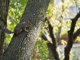 22-1145-squirrel.jpg