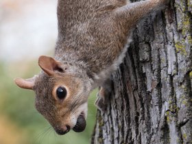 02-1140-squirrel.jpg