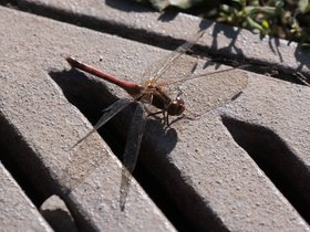 04-1243-bug.jpg
